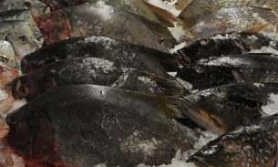 Governo promove evento para divulgar o tambaqui da Amazônia