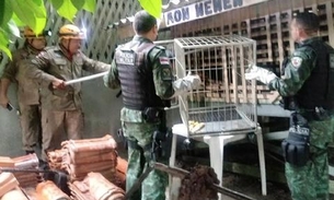 Macaco barrigudo é resgatado de cativeiro em casa no Amazonas 