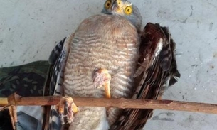 Uso da linha de cerol aumenta risco às aves em Manaus, alerta Ipaam