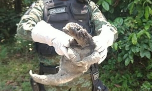Bicho-preguiça é resgatado tentando atravessar avenida em Manaus 
