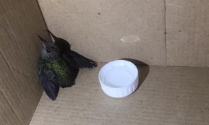Batalhão ambiental realiza resgate de filhote de beija-flor em Manaus