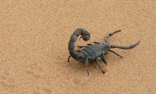 Criança é picada por escorpião que caiu do teto de hospital 