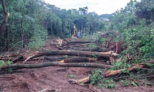 Justiça absolve réu acusado de derrubar duas árvores