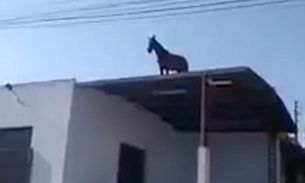 Cavalos sobem em telhados de casa e barracão e intrigam moradores 