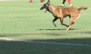 Jogador de 4 patas e mais; veja os momentos inusitados do 1º tempo entre Manaus x Brusque