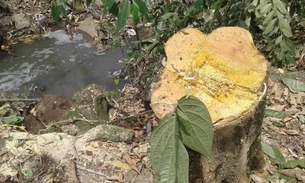 Universidade é multada por corte e poda de árvores em área de preservação de Manaus