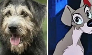 'A Dama e o Vagabundo': Cachorro protagonista foi resgatado de abrigo