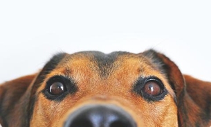 Meu cachorro come as próprias fezes. E agora? Especialista responde