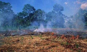 MPF Amazonas abre inquérito para apurar ações que minimizem desmatamento