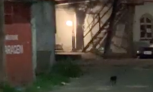 Gatos de rua se aproximam de granada e moradores temem o pior em Manaus 