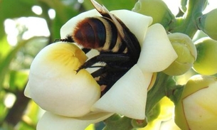 Brasil conclui testes de soro inédito para picadas múltiplas de abelha