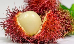 Rambutan previne doenças neurodegenerativas; conheça mais benefícios