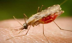 Pesquisa identifica composto com potencial para tratamento da malária