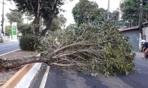 Em Manaus, árvore tomba e bloqueia passagem de veículos na av. Darcy Vargas