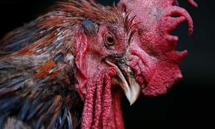 Galo acusado de cacarejar cedo demais vence processo contra vizinhos