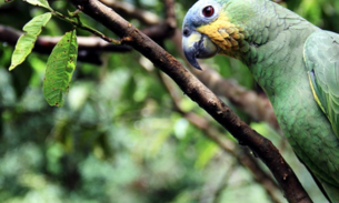 Acordo destina R$ 1 bilhão do fundo da Petrobras para Floresta Amazônica