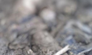 Brincando, cão encontra três ossadas humanas enterradas em quintal no Amazonas