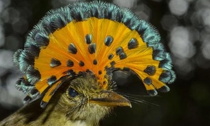 Teatro Amazonas exibe documentário sobre Amazônia no próximo dia 11