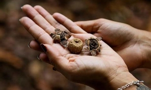 Novas espécies de cogumelos são descobertas por pesquisadores do Amazonas