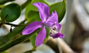 Feira de Flores de Holambra vai colorir Praça da Saudade em Manaus
