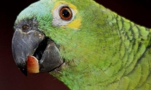 Justiça manda Ibama devolver papagaio à pessoa com quem vive há 21 anos