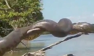 Vídeo: sucuri gigante é flagrada em tronco na beira de rio 