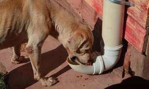 Sancionada Lei que assegura fornecimento de alimento e água a animais de rua no Amazonas