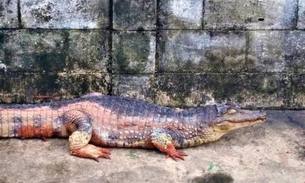 Jacaré é encontrado por populares debaixo de carro em Manaus 