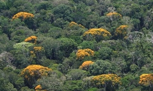 Número de queimadas no Amazonas diminui 39% em setembro