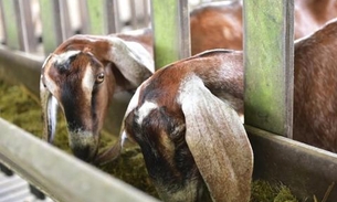 Expoagro deve movimentar mais de R$ 30 milhões e atrair 350 mil pessoas em Manaus