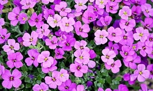 Feira de Flores de Holambra em Manaus encerra domingo; veja programação