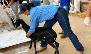 Controle e fiscalização de animais na Expoagro dá segurança ao evento