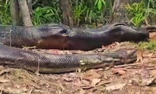 Pescadores flagram anaconda de 9 metros passeando em mata no Amazonas