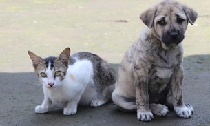 Marcha dos Pet`s: Ong realiza evento para pedir à autoridades políticas de proteção a animais