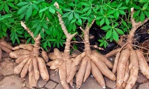 No Amazonas, cultivo de mandioca tem curso via internet nesta quarta-feira