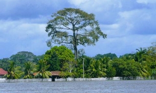 Pesquisador do Inpa diz que falta diagnóstico sobre desmatamento na Amazônia