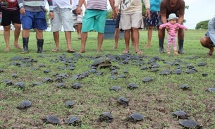 No Amazonas, mais de mil filhotes de quelônios são liberados na natureza