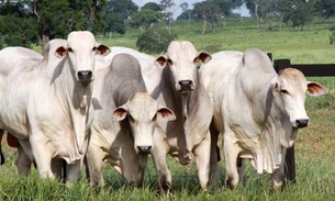 Frigorífico não cumpre acordo e MPF Amazonas pede multa de R$ 3,88 milhões