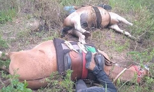 Funcionários de fazenda e cavalos morrem eletrocutados ao tocarem em fio de alta tensão