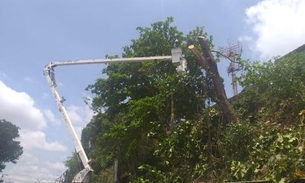 Manejo de arborização retira risco de acidentes em avenida de Manaus