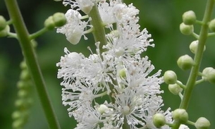 Erva-de-São-Cristóvão combate os sintomas da menopausa; saiba mais