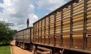 Parceria entre Amazonas e Acre atua na fiscalização de trânsito agropecuário