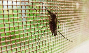 Casos de malária no Amazonas têm redução de 18% 