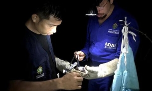 Agência intensifica controle de raiva em bovino após caso confirmado no Amazonas