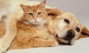 Novembro Azul: Campanha oferece atendimento gratuito de prevenção ao câncer em pet’s