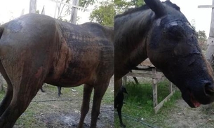 Cavalo é encontrado agonizando após ser queimado vivo por fazendeiro