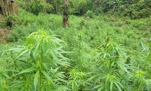 Fundador do Cirque du Soleil é detido com mega plantação de maconha em ilha particular