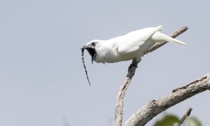 Ave da Amazônia entra para o Guinnes Book por emitir o som mais alto entre os animais