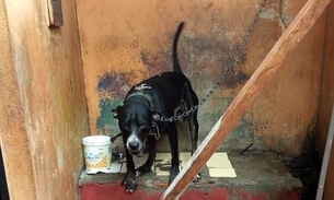 Manaus registra em média um caso de maus-tratos a animais por dia 