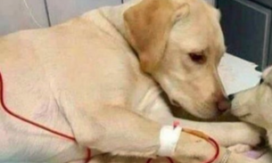 Clinica veterinária é suspeita de congelar animais para continuar ganhando por internação